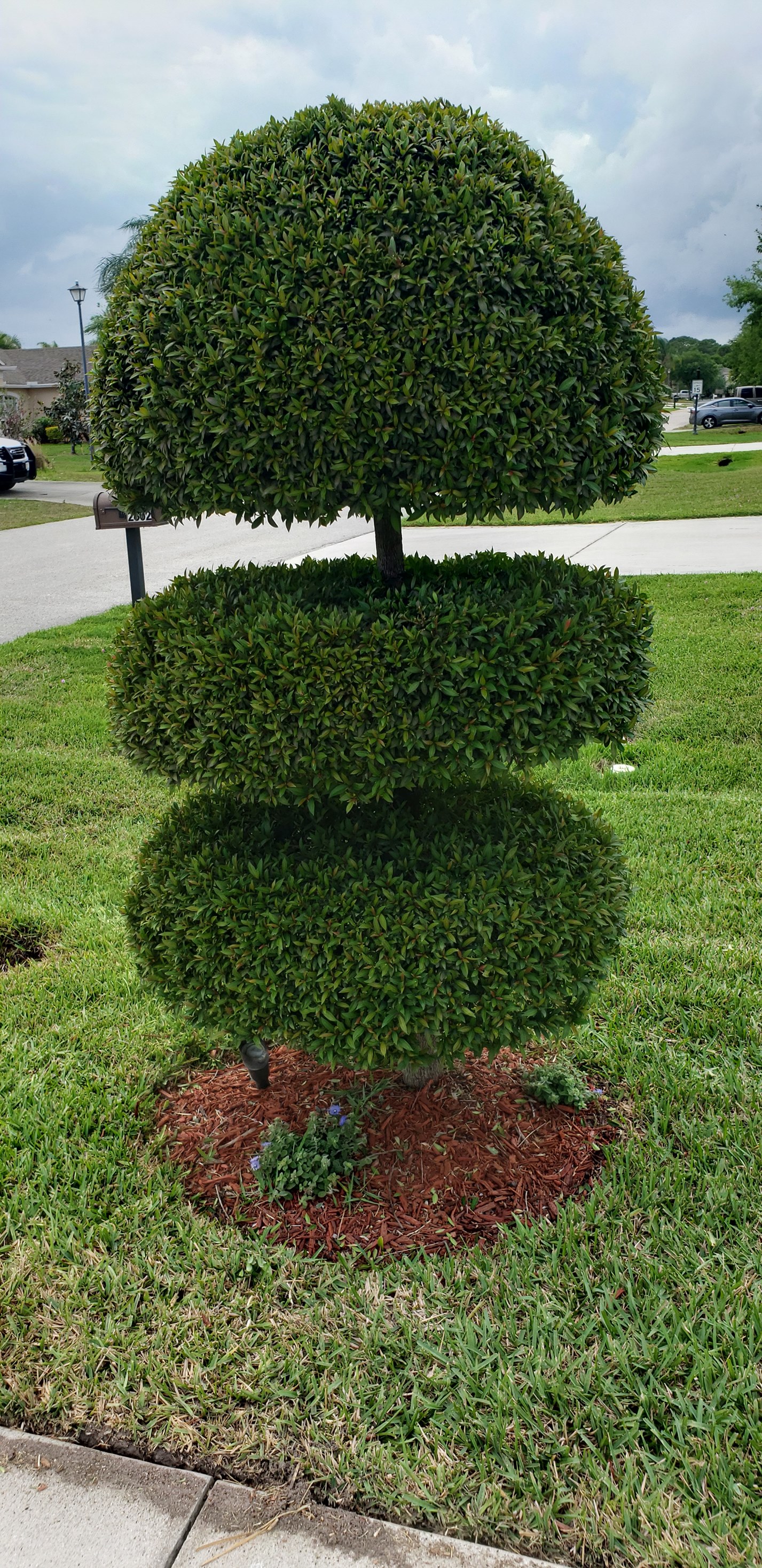 A topiary tree in the middle of a lawn