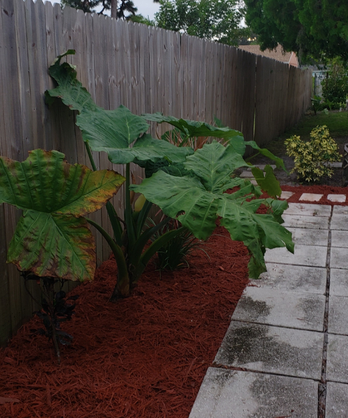 A large green plant sitting in the middle of a garden